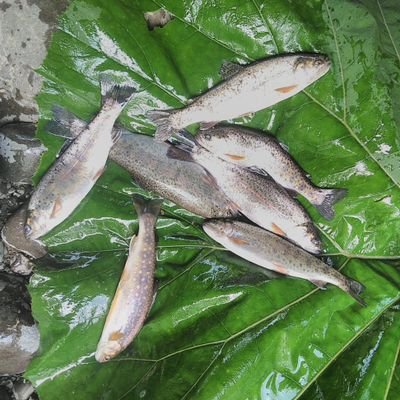 🐟渓流釣が趣味の道産子！
山女魚、岩魚、ニジマス！塩焼きが一番おいしい
#渓流釣
#札幌
#山女魚
#岩魚
#ニジマス
#トラウト