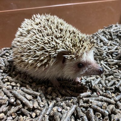 pokerdesuga's profile picture. 長野市でポーカーをしています。 トーナメント開催もしております。※賭博行為、他所への勧誘、オンラインクラブへの勧誘等は禁止です。リングのポイントレースも開催中 https://t.co/6llCSIYlDb