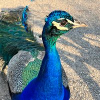 🌷Jali Zar 🦋 (@jalizar2015) 's Twitter Profile Photo