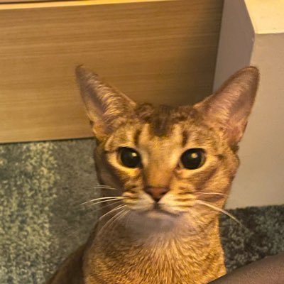 aispb5's profile picture. ㅎㅇ