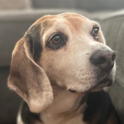 This is Abby the rescue beagle. She is a beagle like many other beagles. She is very beagley and has a beagle kind of attitude! ❤️