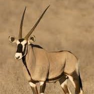 AntiLope Z (@jimmyman733) 's Twitter Profile