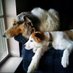 🐶🐾Jingles and Company 🐶🐾 (@rescueforlife1) Twitter profile photo 🐶🐾Jingles and Company 🐶🐾 (@rescueforlife1) Twitter profile photo