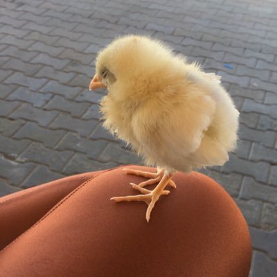 nzgulll's profile picture. 