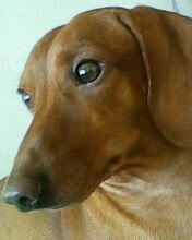 Sou um cachorinho salcicha ,adoro brinca,r amo os meu donos szsz