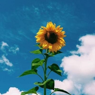 EmmadMir's profile picture. Sys Admin (Windows) | Network Admin | Freelancer