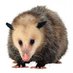 Tlacuache X (@xtlacuache) Twitter profile photo Tlacuache X (@xtlacuache) Twitter profile photo