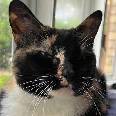 CouchTigerSass's profile picture. Good vibes. Investing. Crypto. And a fluffy mascot.