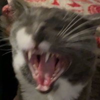 toeknee (@orqasdawhale) 's Twitter Profile Photo