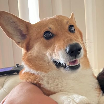 AlexCorgi1 Profile Picture