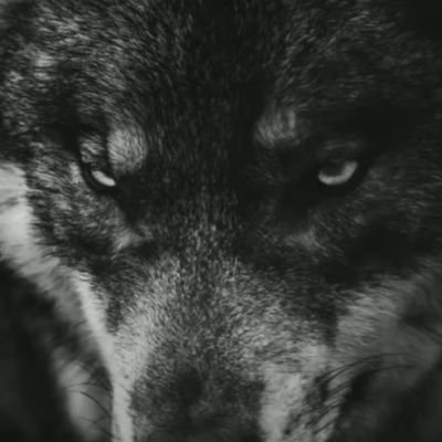 ticoom's profile picture. 