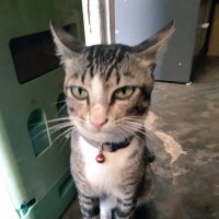 Bobob Cat (@shirley75357565) 's Twitter Profile