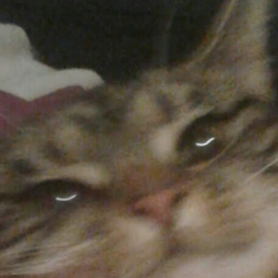 NiamhRichards20's profile picture. hi, i like cats