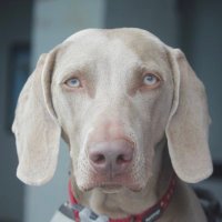 Willow the Weimaraner 🐾(@WillowWeimar) 's Twitter Profile Photo