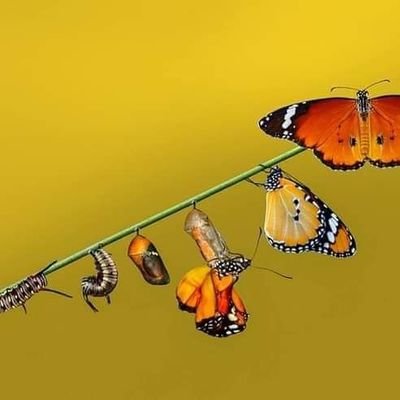 BrigitBritania's profile picture. Ardientemente apegada a la gente buena y mejor.