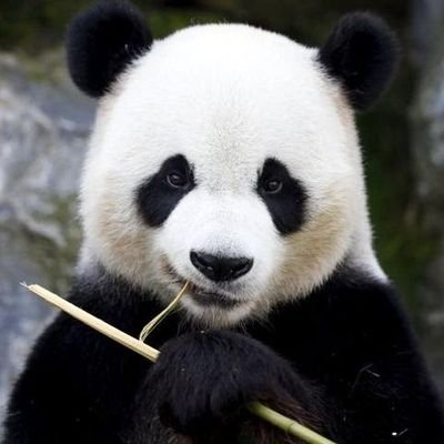 MR_PANDASMILE's profile picture. 