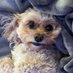 Mia stoller (@stollermia) Twitter profile photo Mia stoller (@stollermia) Twitter profile photo