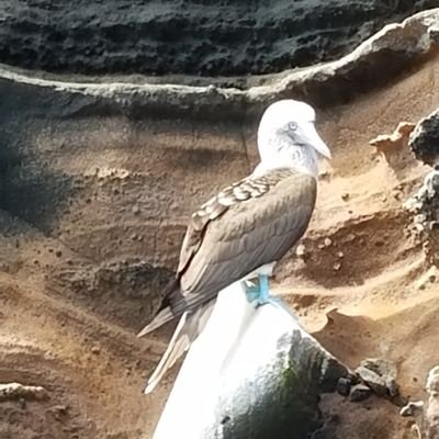 Serenely slipping into my prime. Doctor nurse to you. Teacher and reacher, the original blue footed booby. Addiction wrecks fams-I Always celebrate sobriety 👏