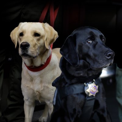 Dinty & Ginnie are accelerant detection canines, highly trained to sniff out minute traces of accelerants/ignitable liquids. @sbcountyfire #DutyHonorCommunity