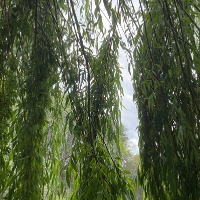 mysoulisabbas's profile picture. *ugly cries*