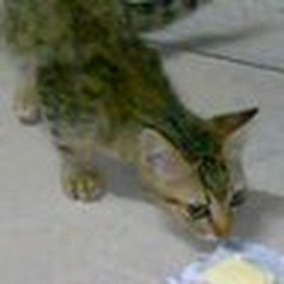 SdYuko's profile picture. 