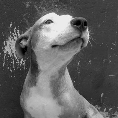 Estenoes4Es's profile picture. Madridista de 🤍 amante de los animales y  aguantando a @Reyes061007 de novia.