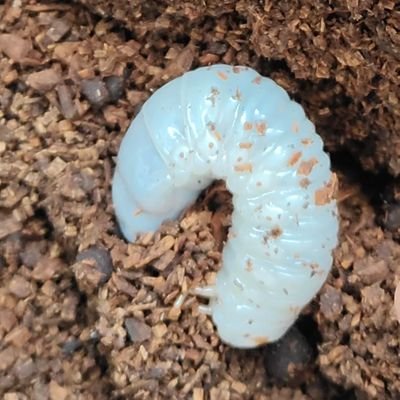 虫垢 高3です!飼育歴は三年ですが、標本歴は五年です
カブトのみ研究していましたがクワガタと蝶にもはまってしまいました。
調べる時以外ツイッター見ません
好きなもの↓
真正カブトムシ族特にヒメカブト、フタマタ、ミヤマ、ウエストウッディ、オオヒラタ、ツヤクワガタ
パルナシウス、アキリデス、アグリアス、トリバネキシタ