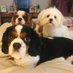 🌻Debra 🌻 (@imapettygal) Twitter profile photo 🌻Debra 🌻 (@imapettygal) Twitter profile photo