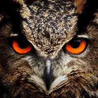 Owl Eyes 4 Missing (@owleyes4missing) 's Twitter Profile