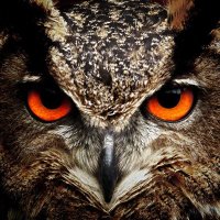 Owl Eyes 4 Missing(@OwlEyes4Missing) 's Twitter Profile Photo