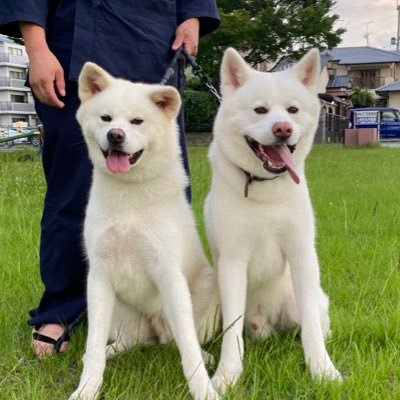 山奥で秋田犬のぺぺ(男の子🐕)となな(女の子🐕) その息子達シロ🐕とハク🐕4頭と暮らしています。リードを離している写真や動画は全て私有地です💡(更新は夫婦で、リプ返は嫁がしています)