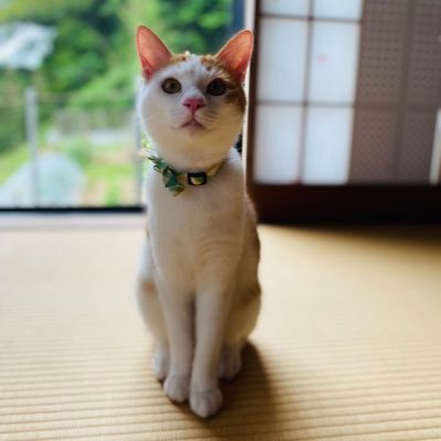 猫のミルフィーの日常を主に載せます🐈 🐾 時々、猫のルナの日常も載せてます🐾気軽にフォローしてください🐱野良猫さんたちも撮らせてもらってますฅ•ω•ฅ  iPhoneで撮っていましたが最近カメラデビュー✨️ カメラ初心者です🔰