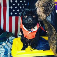 Flying Pug (@pugstahh) 's Twitter Profile