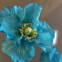 tongtong (@buniu10) 's Twitter Profile Photo