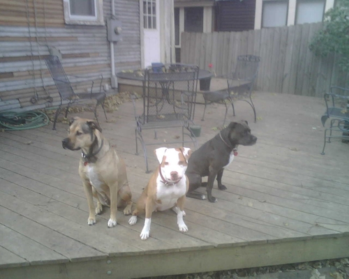 kcdogblog's profile picture. 