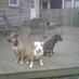 Brent Toellner (@kcdogblog) Twitter profile photo