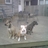 kcdogblog's profile image