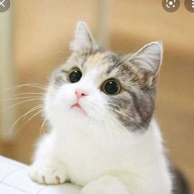 ねこ＊哲学から学んだことを発信しています🍀