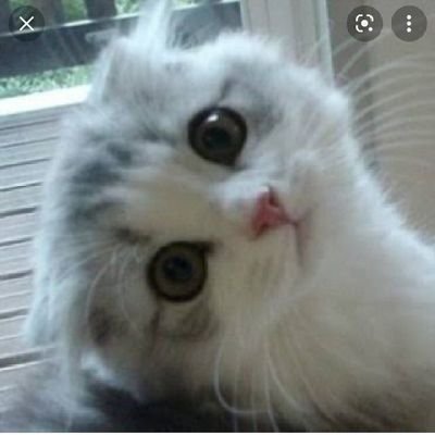 ねこ＊先哲から学んだことを発信しています✨無言フォロー失礼します😌