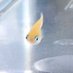 Cuma (@umafishlab) Twitter profile photo Cuma (@umafishlab) Twitter profile photo