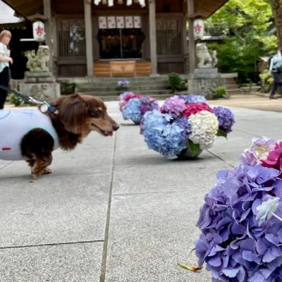 愛犬(ミニチュアダックスフンド♂13才)と御朱印の記録⛩🐕 2022/6/12：福岡のお寺・神社の参拝＆御朱印拝受の活動スタート｜2022/7/7🎋からTwitterの活動開始。 御朱印・神社仏閣アカウント🍀*゜ Instagramはワンコ🐕垢 #御朱印 #御朱印帳 #御朱印巡り / 仲良く無い方からのDM🆖