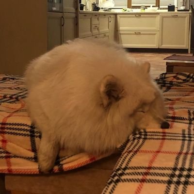 amkatsura's profile picture. 