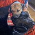 Turbo Ted & Blindingly Brisk Bramble (@ted_bramble) Twitter profile photo Turbo Ted & Blindingly Brisk Bramble (@ted_bramble) Twitter profile photo