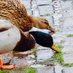 Mallard (@marebyrne) Twitter profile photo Mallard (@marebyrne) Twitter profile photo