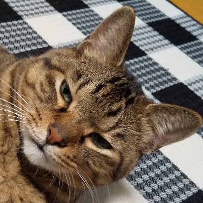 FPSyuto3939's profile picture. スト6　舞使い  最高MR1690