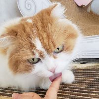 こむぎこ (@koarayoriusagi) 's Twitter Profile