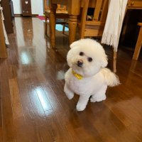 もふもふの父 (@z0669880) 's Twitter Profile Photo