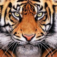 Graceville High School Athletics (@gville_tigers) 's Twitter Profile