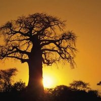 Limpopo Developer Ecosystem (@lpdevecosystem) 's Twitter Profile