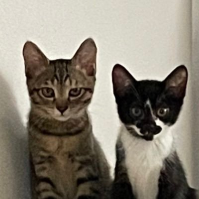 2022年6月12日にキジトラ…トト♀。ハチワレ…ココ♀をお迎え。2024年6月30日に黒猫・真夜♂お迎え。ホシガメ…カメ太郎。3匹のにゃんズ(たまに亀)の生活をお届け。